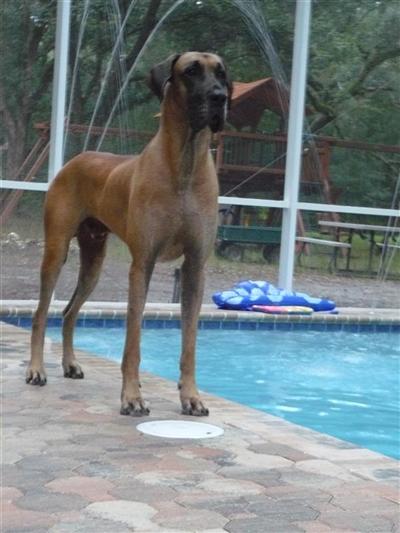 Stud Dogs - Great Dane