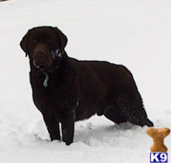 Stud Dogs - Labrador Retriever
