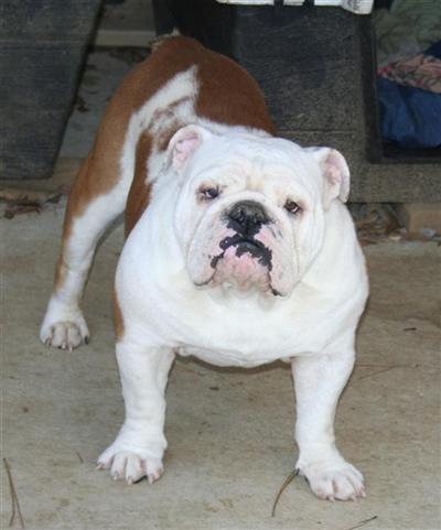 Stud Dogs in MS