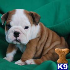 Puppies in MS