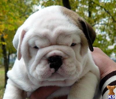 Puppies in MS