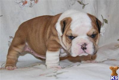 Puppies in MS