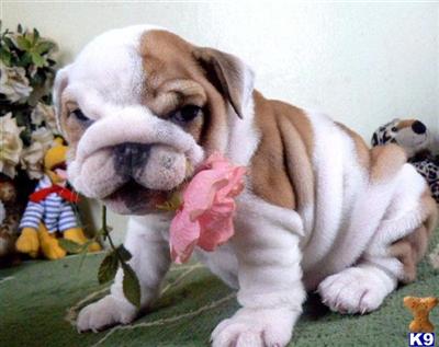 Puppies in MS