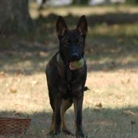 Dogs for Sale in NC
