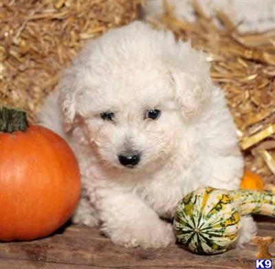 Bichon Frise Puppies for Sale