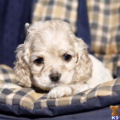 Cocker Spaniel Puppies for Sale