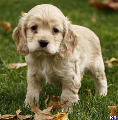 Cocker Spaniel Puppies for Sale