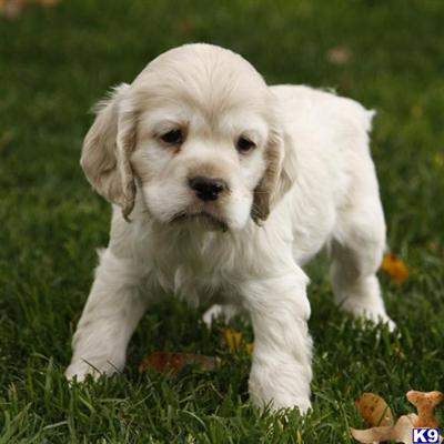 Cocker Spaniel Puppies for Sale