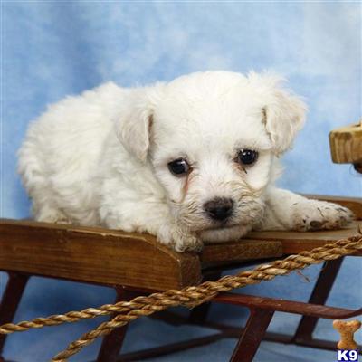 Bichon Frise Puppies for Sale