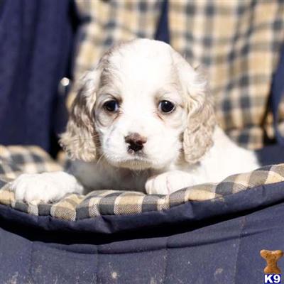 Cocker Spaniel Puppies for Sale