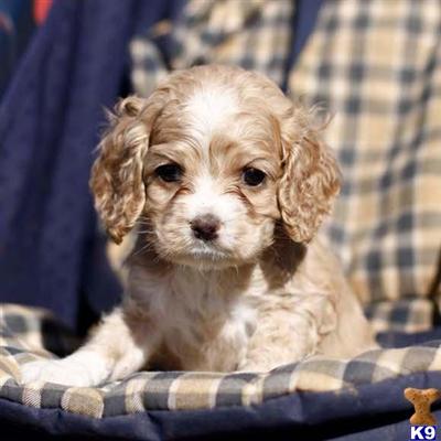 Cocker Spaniel Puppies for Sale