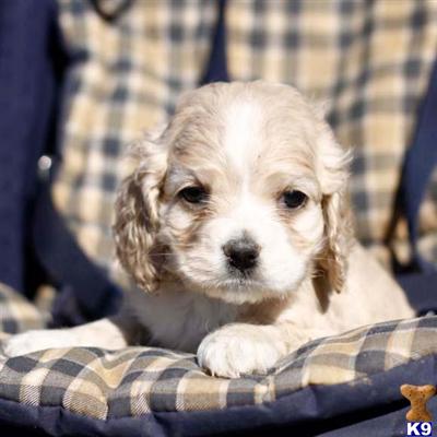 Cocker Spaniel Puppies for Sale