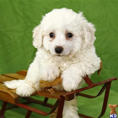 Bichon Frise Puppies for Sale