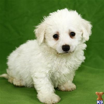 Bichon Frise Puppies for Sale