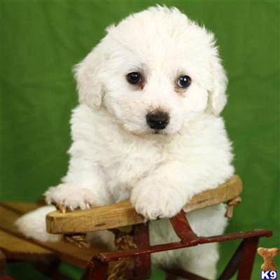 Bichon Frise Puppies for Sale