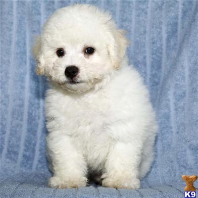 Bichon Frise Puppies for Sale