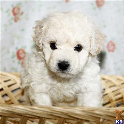 Bichon Frise Puppies for Sale