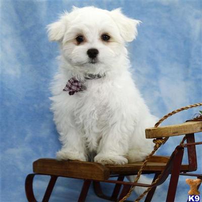 Maltese Puppies for Sale
