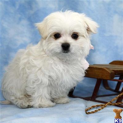 Maltese Puppies for Sale