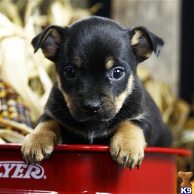 Mixed Breed Puppies for Sale
