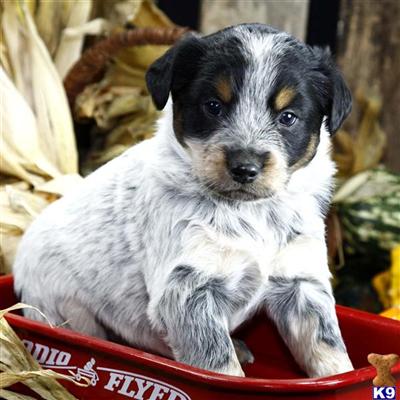 Mixed Breed Puppies for Sale
