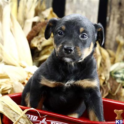 Mixed Breed Puppies for Sale