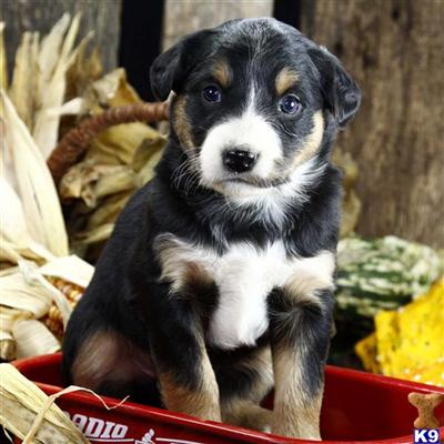 Mixed Breed Puppies for Sale