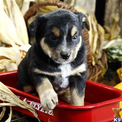 Mixed Breed Puppies for Sale