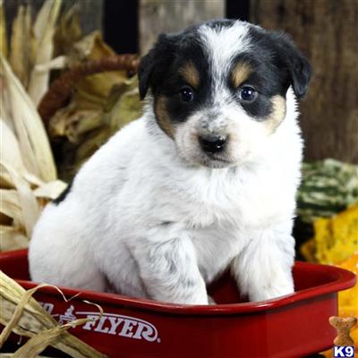 Mixed Breed Puppies for Sale