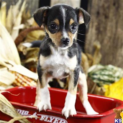 Mixed Breed Puppies for Sale