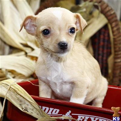 Mixed Breed Puppies for Sale