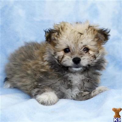 Mixed Breed Puppies for Sale