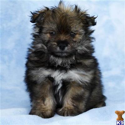 Mixed Breed Puppies for Sale
