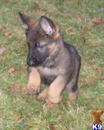 Dogs for Sale in ME