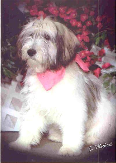 Polish Lowland Sheepdog Puppies for Sale