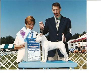 Stud Dogs - Parson Russell Terrier