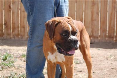 Stud Dogs in NV