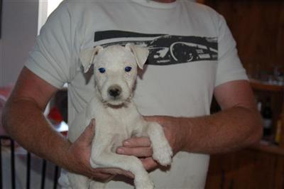 Puppies in NV