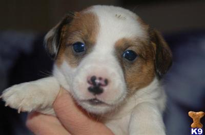 Puppies in NV