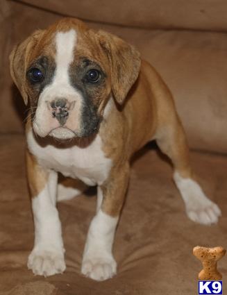 Boxer Puppies for Sale
