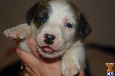 Puppies in NV