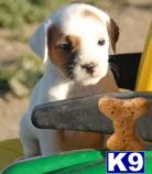 Puppies in NV