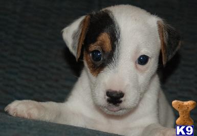 Puppies in NV