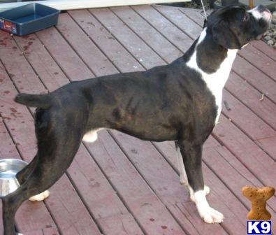 Dogs for Sale