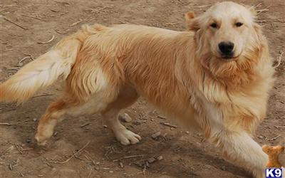 Dogs - Golden Retriever