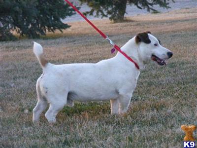 Dogs for Sale