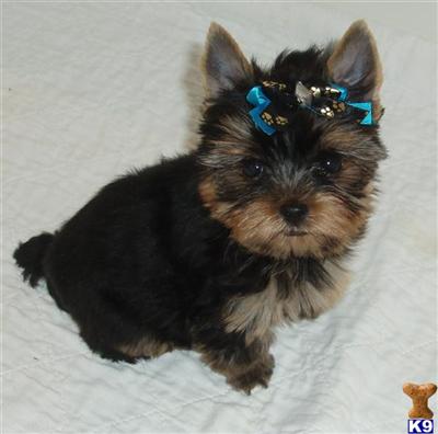 Puppies in SD