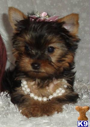 Puppies in SD