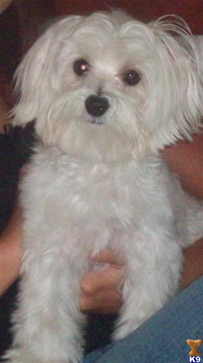 Stud Dogs - Maltese