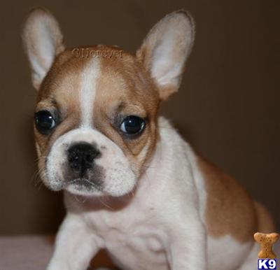 French Bulldog Puppies for Sale